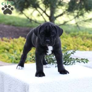 Dean, Cane Corso Puppy